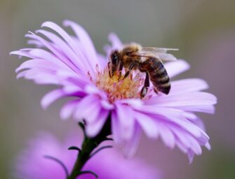 Nový domov najdou včely elektrárnách